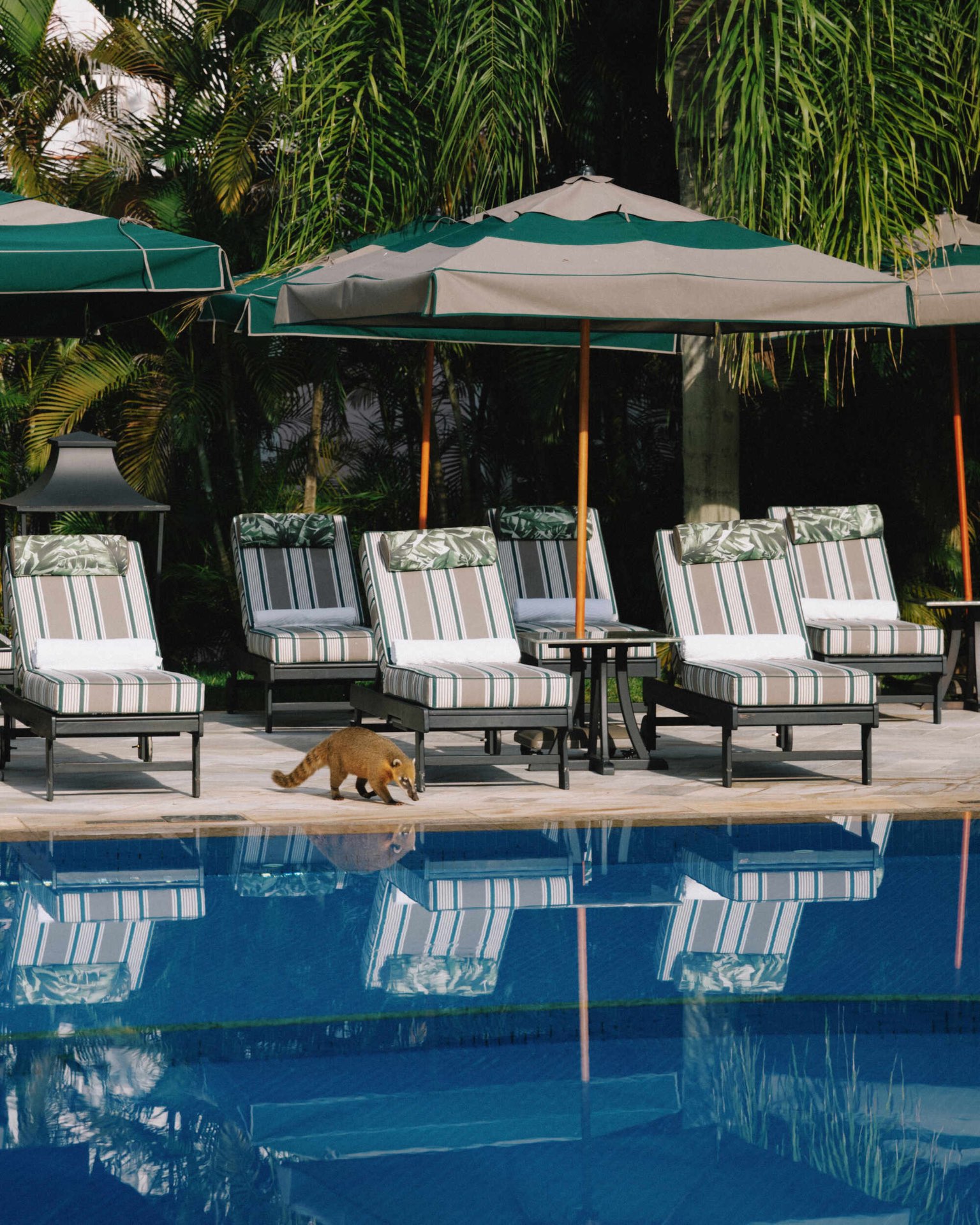 Pool deck with a coati visiting